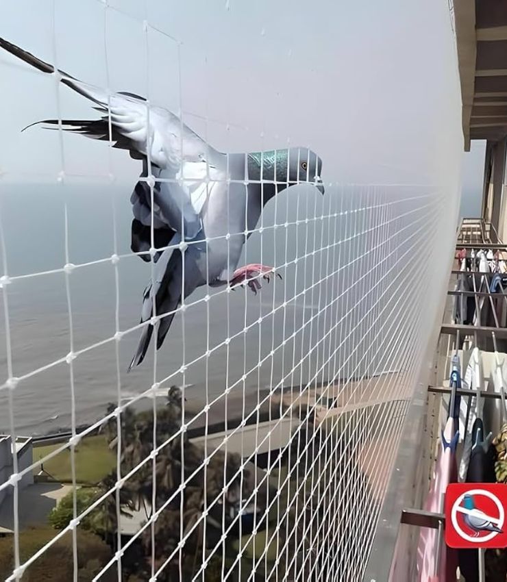 Pigeon Safety Nets in Vizag